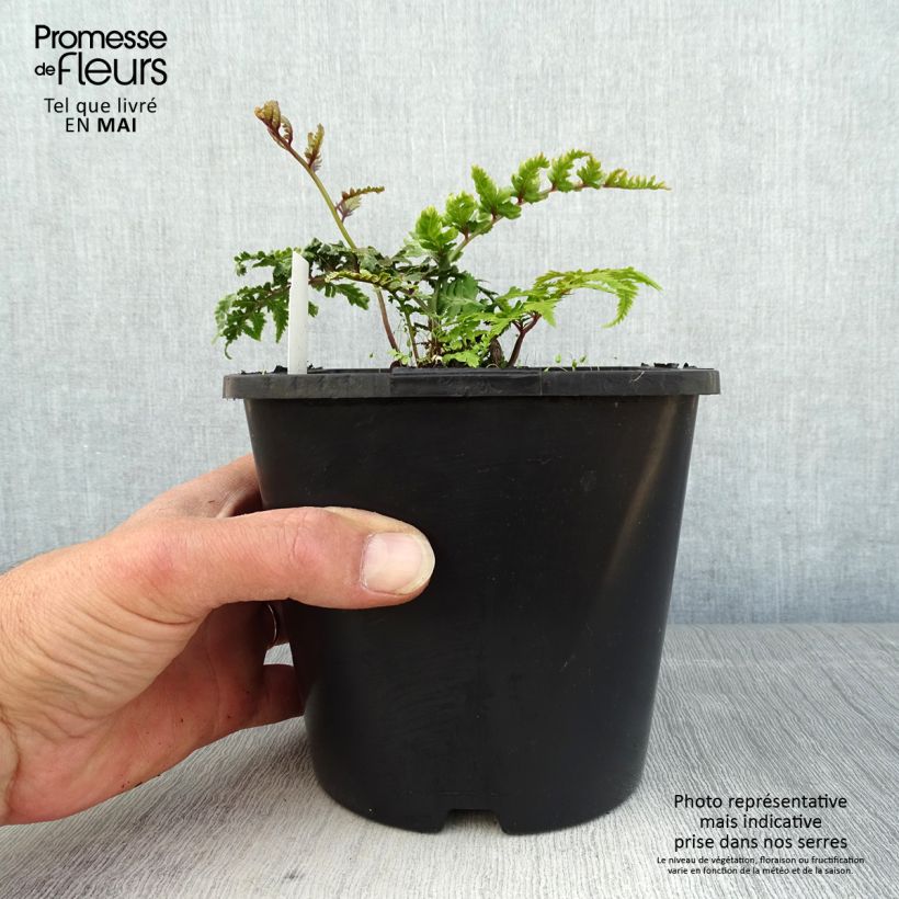 Exemplaar van Athyrium niponicum var. pictum - Japanse regenboogvaren Pot van 2 l/3 l zoals geleverd in de lente