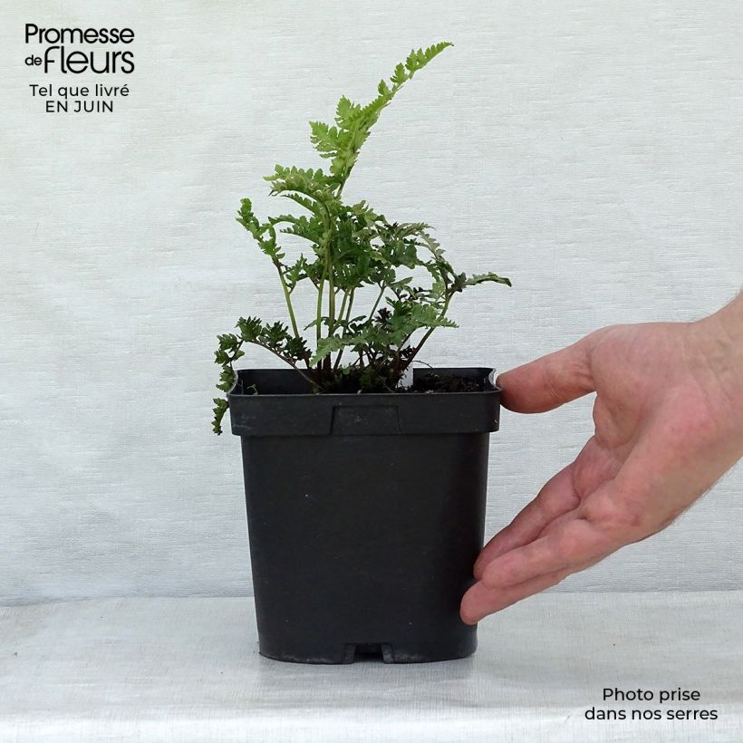 Exemplaar van Athyrium niponicum Ursulas red - Japanse regenboogvaren Kweekpotje van 8/9 cm zoals geleverd in de zomer