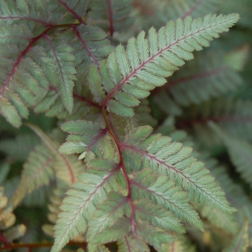 Athyrium niponicum var. pictum Red Beauty - Japanse regenboogvaren (Foliage)