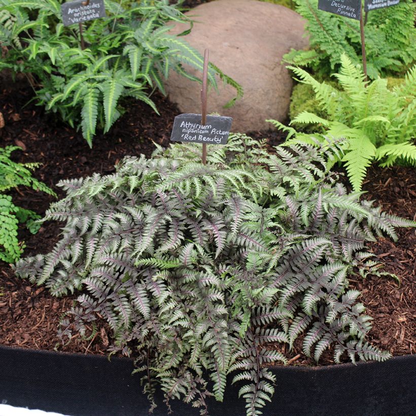 Athyrium niponicum var. pictum Red Beauty - Japanse regenboogvaren (Groeiplaats)