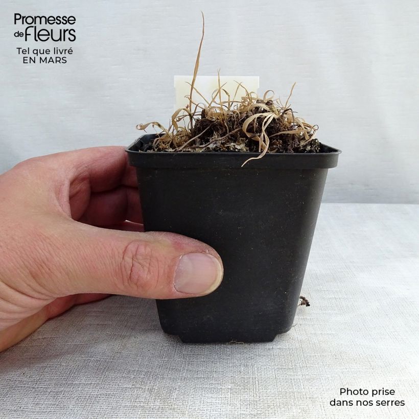 Example of Athyrium otophorum var. okanum - Fougère femelle du Japon Pot van 2 l/3 l as you get in hiver