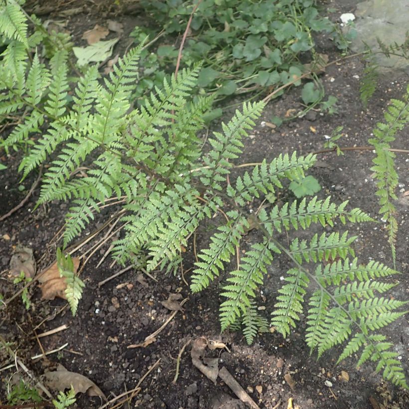 Athyrium vidalii - Wijfjesvaren (Foliage)