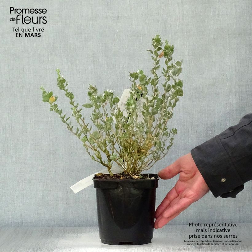 Exemplaar van Atriplex halimus - Zoutmelde Pot van 1,5 l/2 l zoals geleverd in de lente