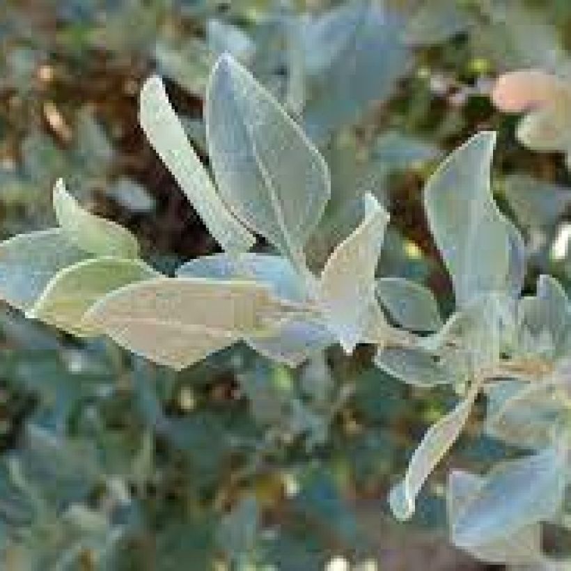 Atriplex halimus - Zoutmelde (Foliage)