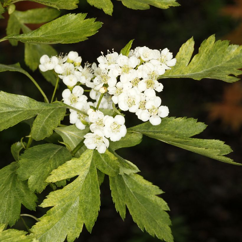 Crataegus chlorosarca Variegata - Meidoorn (Bloei)