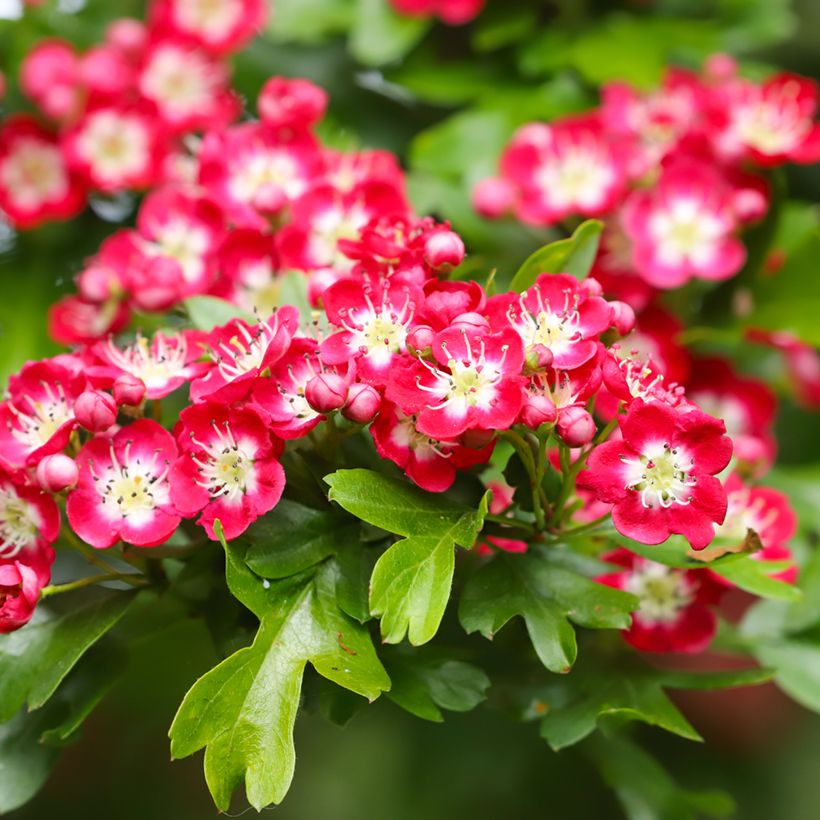 Crataegus laevigata Crimson Cloud - Tweestijlige meidoorn (Bloei)