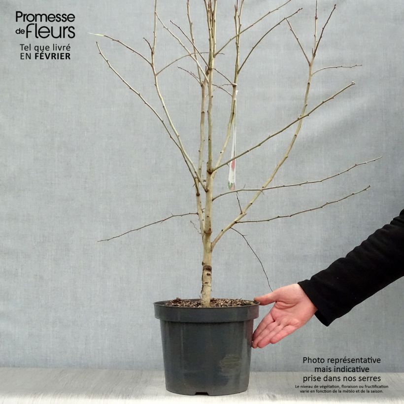 Example of Crataegus laevigata Paul's Scarlet - Tweestijlige meidoorn Pot van 7,5 l/10 l as you get in hiver