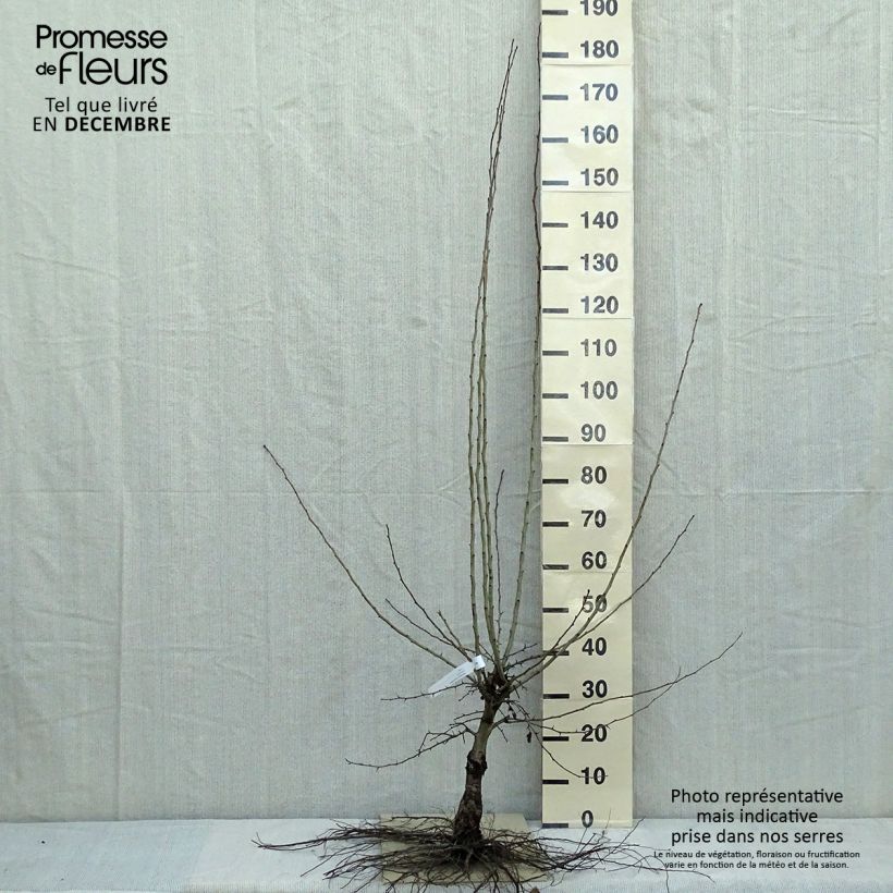 Example of Crataegus laevigata Paul's Scarlet - Tweestijlige meidoorn Naakte wortel as you get in hiver