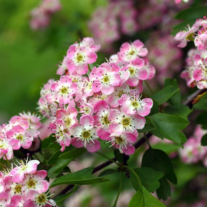 Crataegus laevigata Princesse Sturdza - Rode meidoorn (Bloei)