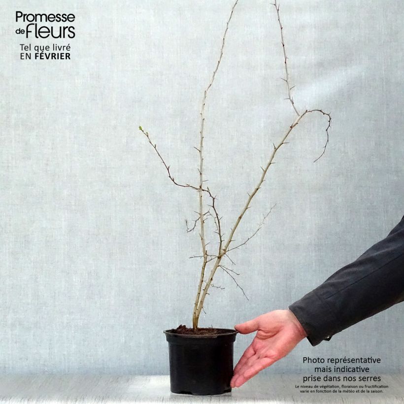 Example of Crataegus monogyna - Eenstijlige meidoorn Pot van 2 l/3 l as you get in hiver