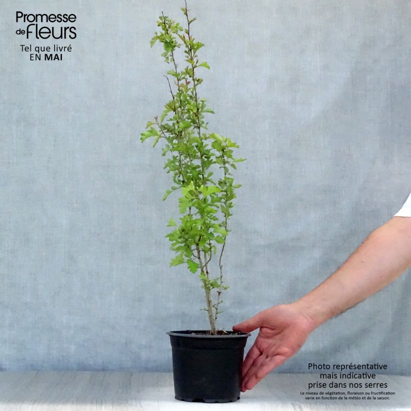 Exemplaar van Crataegus monogyna - Eenstijlige meidoorn Pot van 2 l/3 l zoals geleverd in de lente