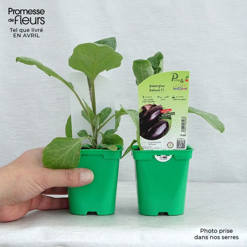Exemplaar van Aubergine Baluroi F1 Pot van 10 cm/11 cm zoals geleverd in de lente