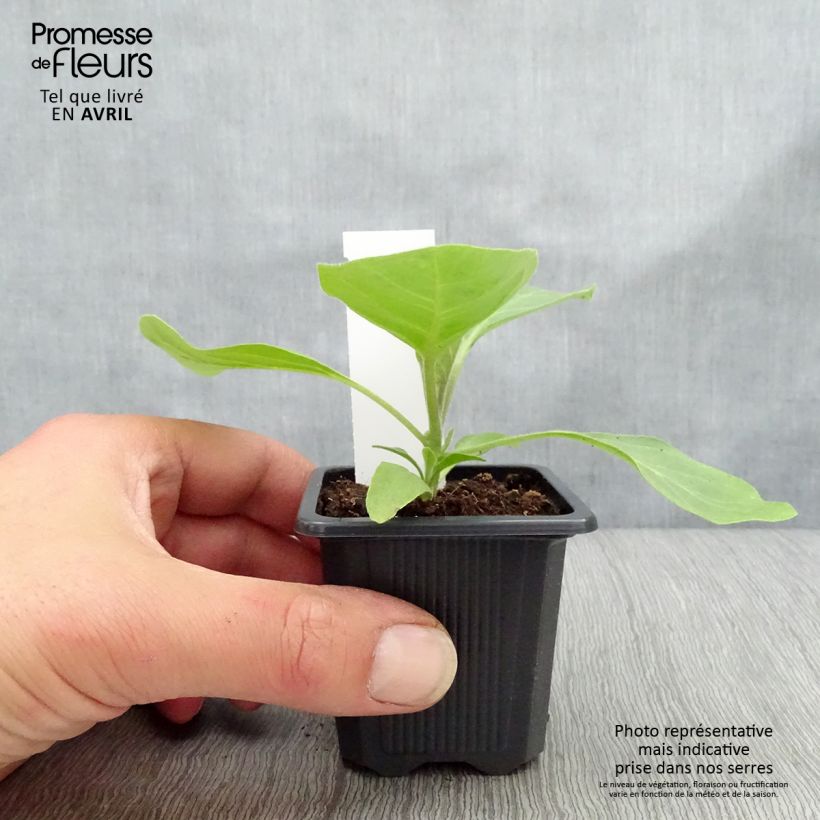 Exemplaar van Aubergine Bonica F1 (jonge planten) Kweekpotje van 7/8 cm zoals geleverd in de winter