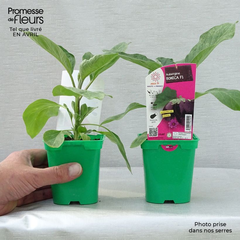 Exemplaar van Aubergine Bonica F1 (jonge planten) Pot van 10 cm/11 cm zoals geleverd in de lente