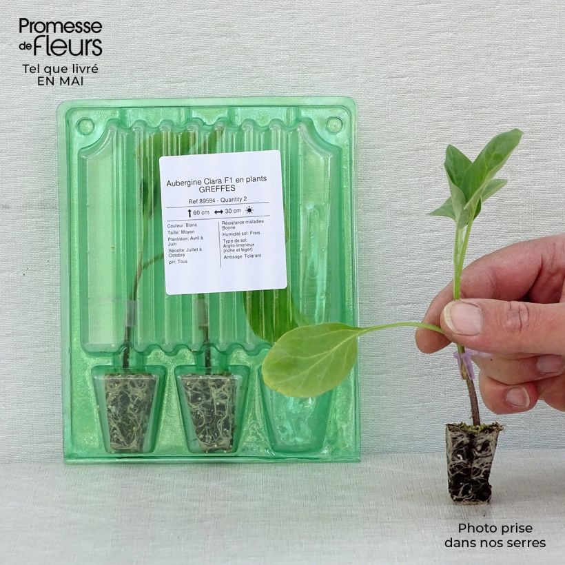 Exemplaar van Aubergine Clara F1 (jonge planten - geënt) Mini-mot Ø 3/4 cm zoals geleverd in de lente