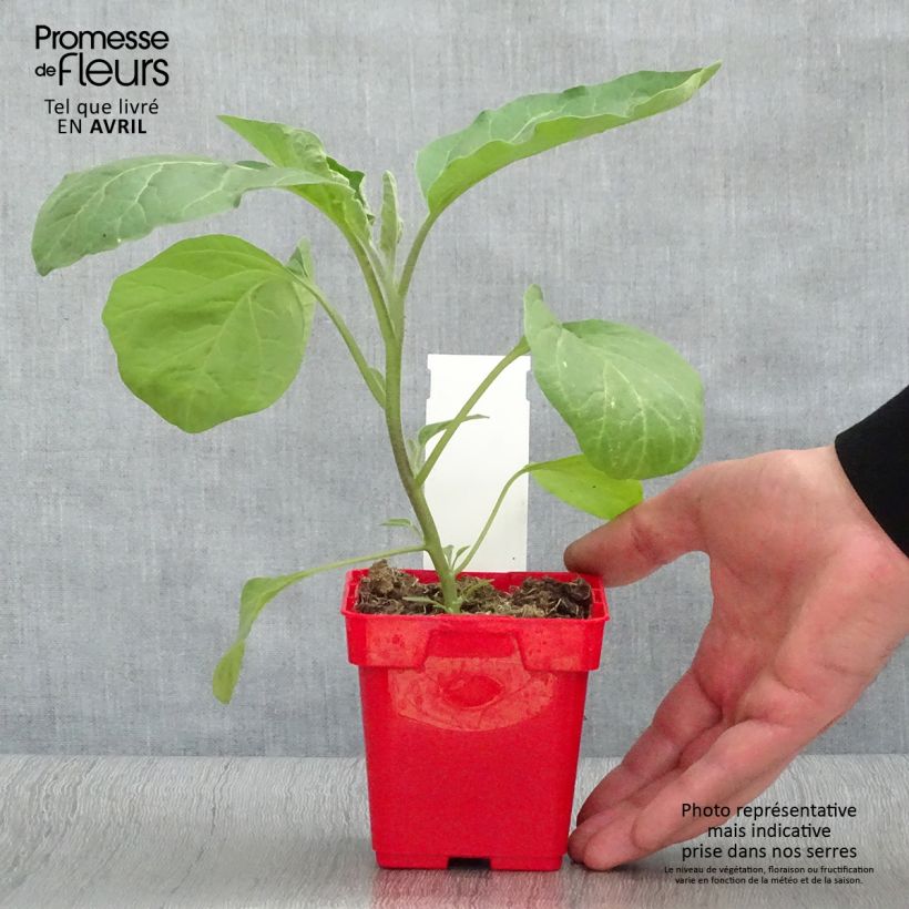 Exemplaar van Aubergine Classic F1 Pot van 10 cm/11 cm zoals geleverd in de lente
