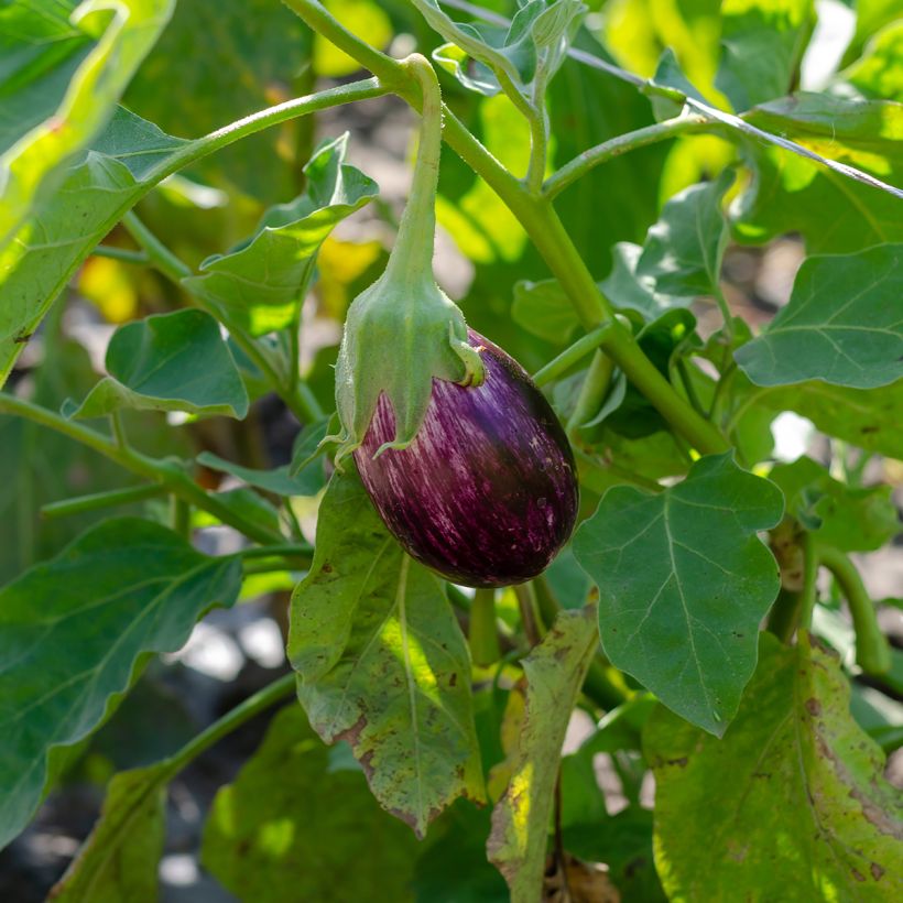 Aubergine Listada de Gandia (Groeiplaats)