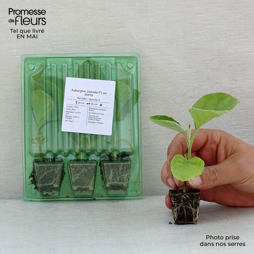 Exemplaar van Aubergine Ophelia F1 (jonge planten) Mini-mot Ø 3/4 cm zoals geleverd in de lente