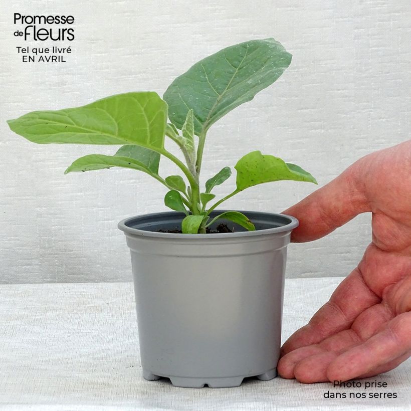 Exemplaar van Aubergine Ophelia F1 (jonge planten) Kweekpotje van 8/9 cm zoals geleverd in de lente