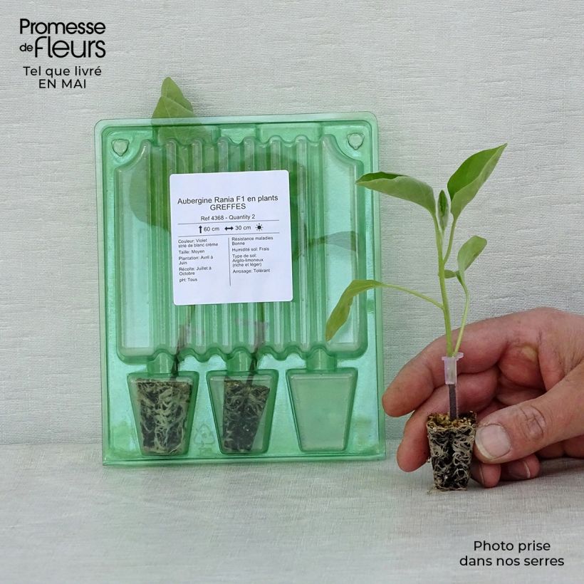 Exemplaar van Aubergine Rania F1 (jonge planten - geënt) Mini-mot Ø 3/4 cm zoals geleverd in de lente