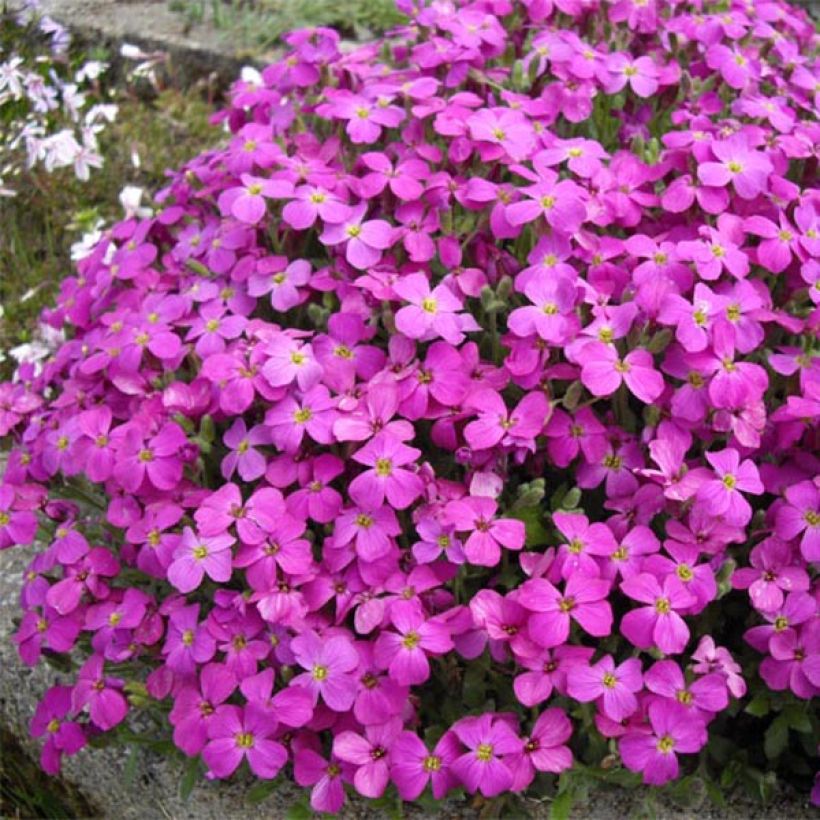 Blauwkussen Bressingham Red - Aubrieta (Plant habit)