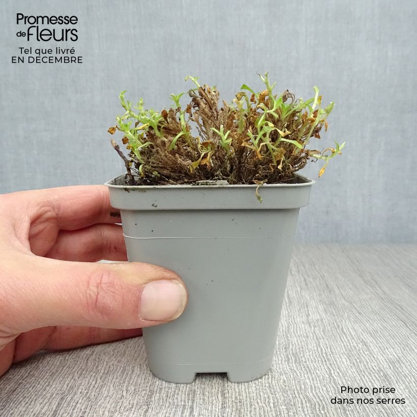 Example of Aubrieta Bressingham Red - Aubriète rouge Kweekpotje van 8/9 cm as you get in hiver