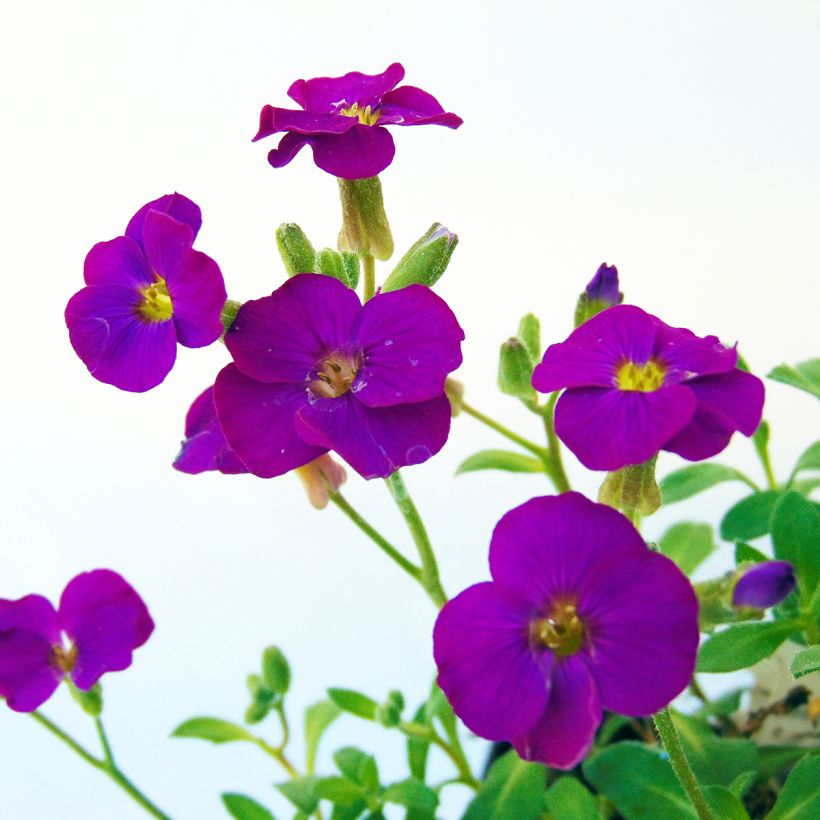 Blauwkussen Bressingham Red - Aubrieta (Flowering)