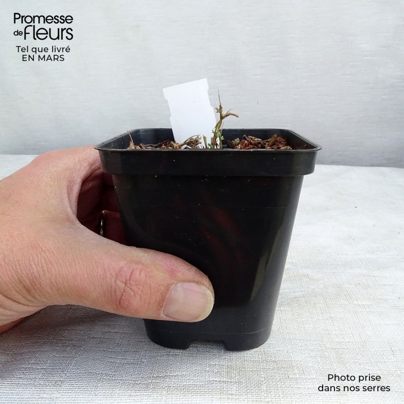 Exemplaar van Blauwkussen Royal Blue - Aubrieta Kweekpotje van 8/9 cm zoals geleverd in de lente