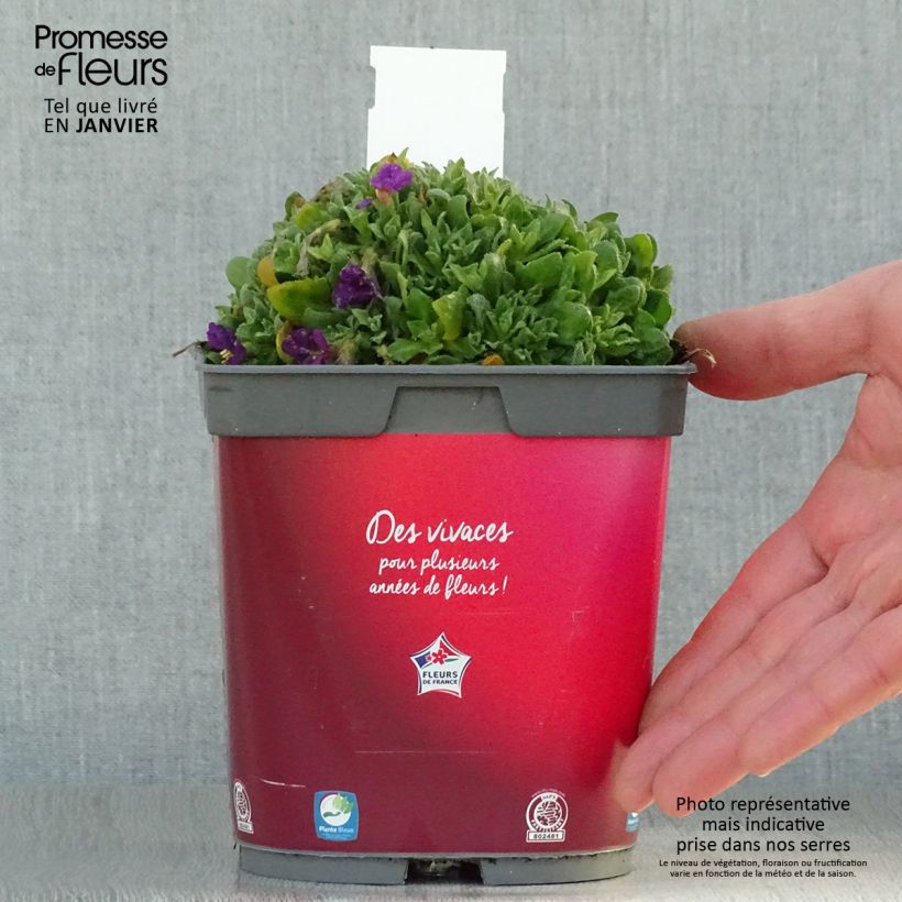 Example of Aubriète Florado Rose-Red - Aubrieta gracilis Pot van 2 l/3 l as you get in hiver