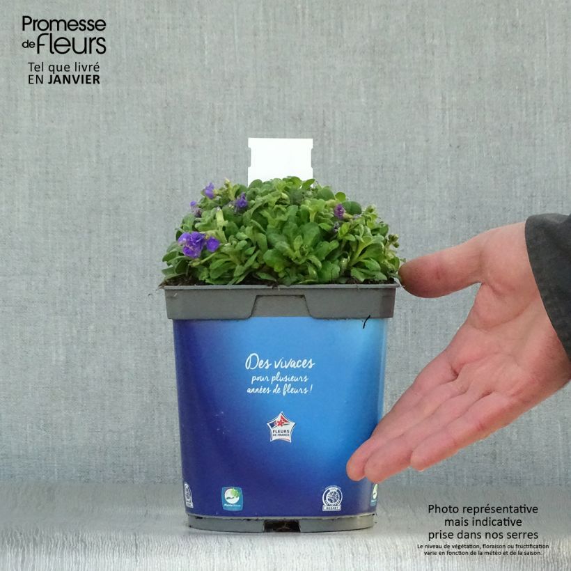 Example of Aubriete Kitte® Bleu (Blue)  - Aubrieta x gracilis Pot van 2 l/3 l as you get in hiver