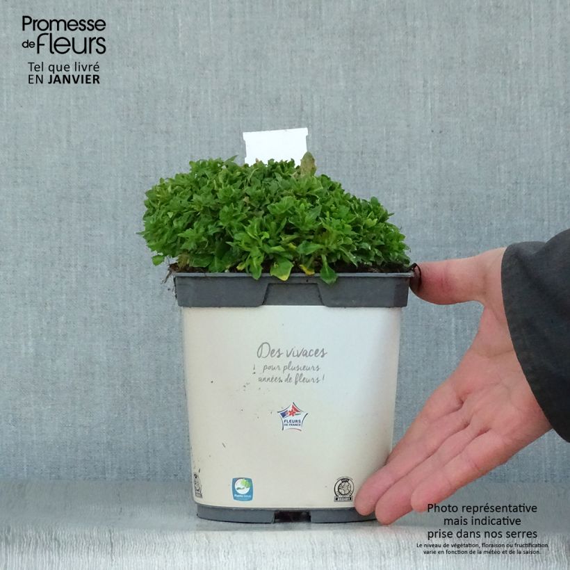 Example of Aubriète Kitte White Pot van 2 l/3 l as you get in hiver