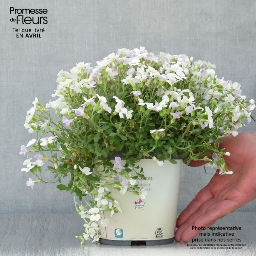 Exemplaar van Blauwkussen Kitte White - Aubrieta Pot van 2 l/3 l zoals geleverd in de lente