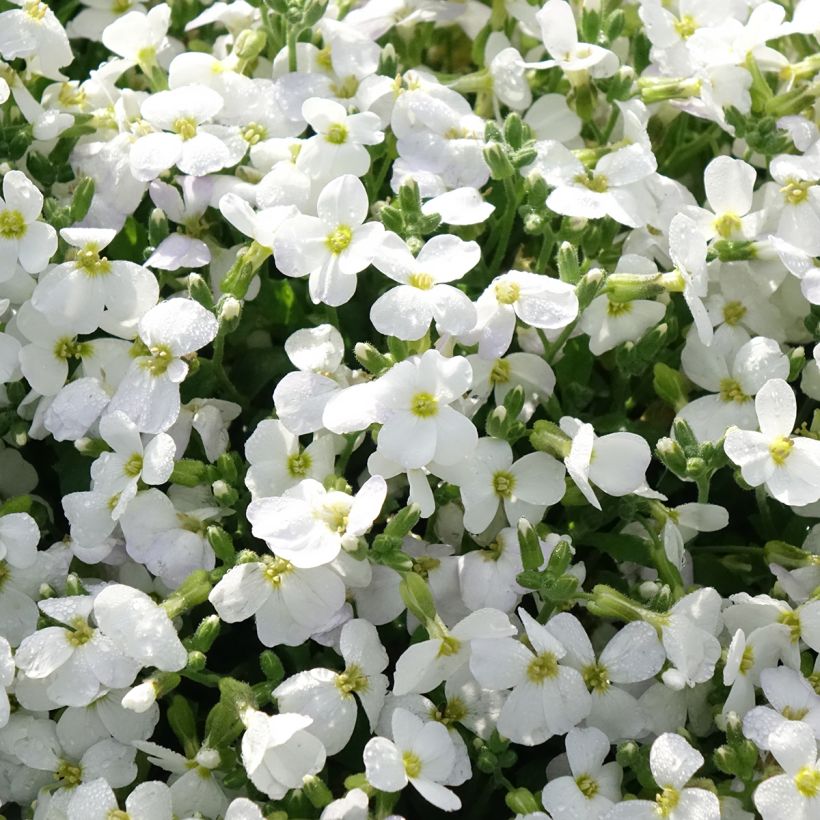 Blauwkussen Kitte White - Aubrieta (Bloei)