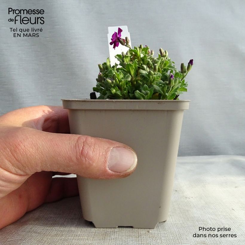 Exemplaar van Blauwkussen Red Carpet - Aubrieta cultorum Kweekpotje van 8/9 cm zoals geleverd in de lente