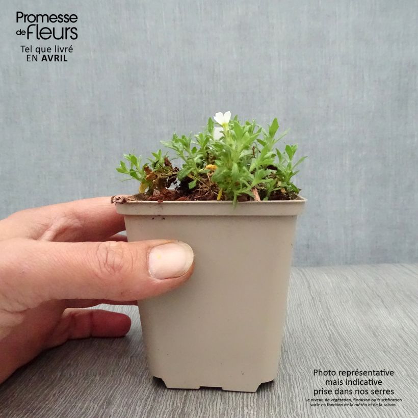 Exemplaar van Blauwkussen Fiona - Aubrieta Kweekpotje van 8/9 cm zoals geleverd in de lente