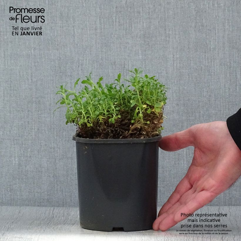 Example of Aubriète bleue - Aubrieta Cascade Blue Pot van 2 l/3 l as you get in hiver