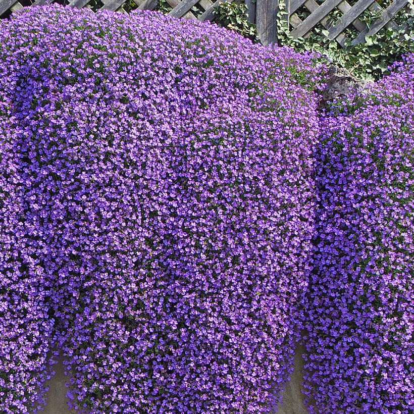 Blauwkussen Cascade Blue - Aubrieta (Groeiplaats)