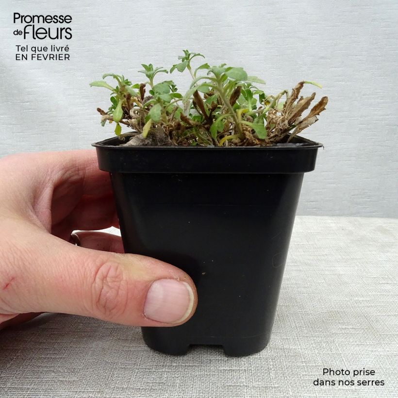 Example of Aubriète mauve - Aubrieta x cultorum Hamburger Stadtpark Kweekpotje van 8/9 cm as you get in hiver