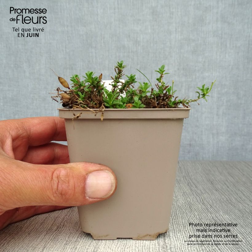 Exemplaar van Blauwkussen Hamburger Stadtpark - Aubrieta cultorum Kweekpotje van 8/9 cm zoals geleverd in de zomer