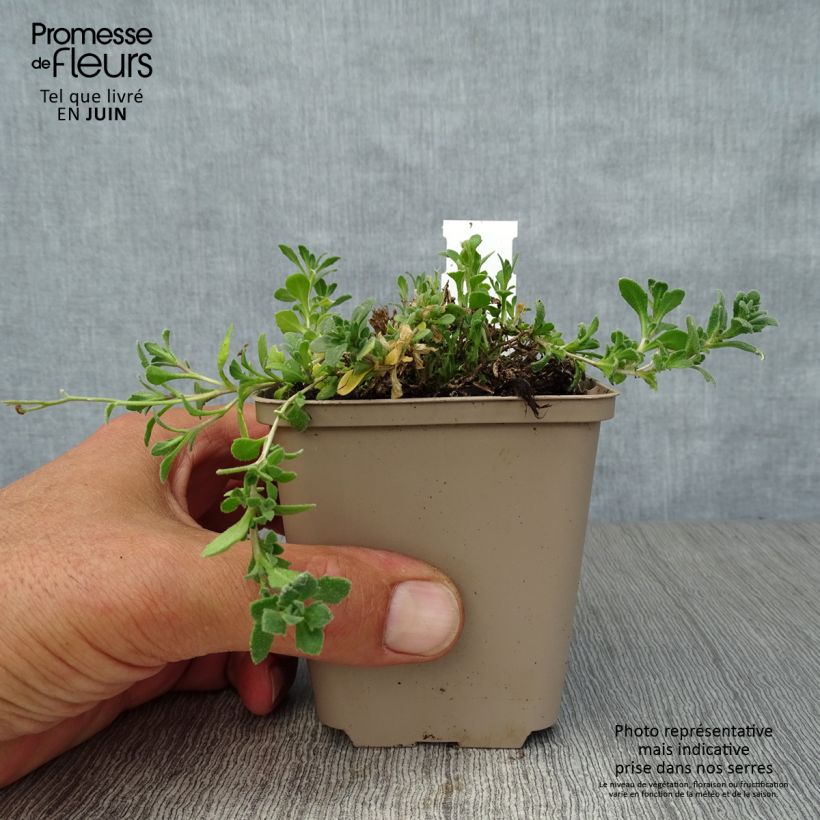 Exemplaar van Blauwkussen Cascade Purple - Aubrieta Kweekpotje van 8/9 cm zoals geleverd in de zomer