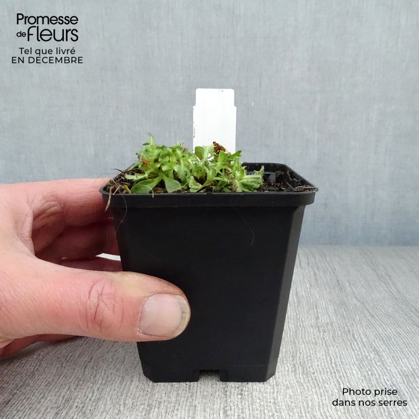 Example of Blauwkussen Cascade Purple - Aubrieta Kweekpotje van 8/9 cm as you get in hiver