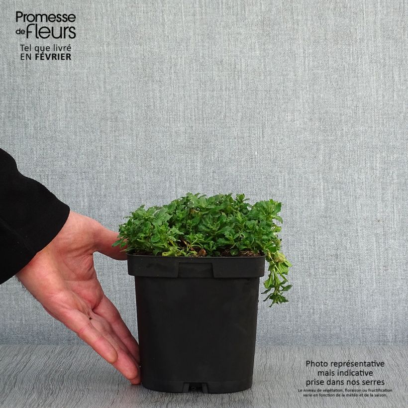 Example of Blauwkussen Cascade Purple - Aubrieta Pot van 2 l/3 l as you get in hiver