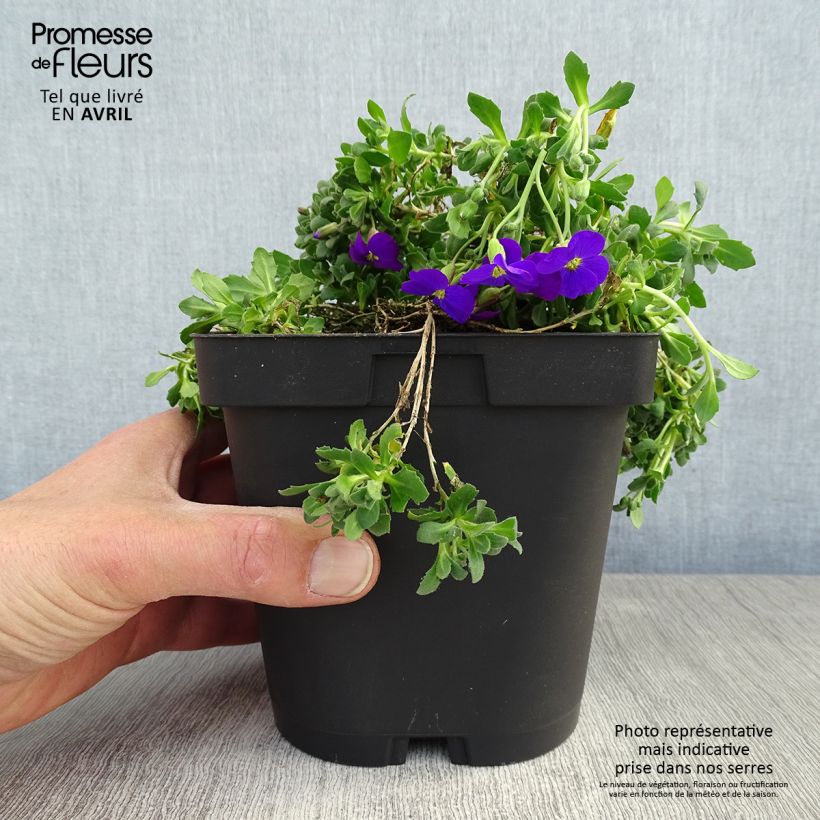 Exemplaar van Blauwkussen Cascade Purple - Aubrieta Pot van 2 l/3 l zoals geleverd in de lente