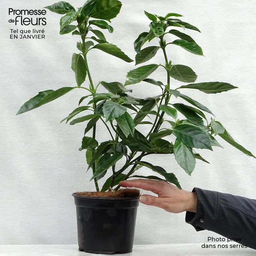 Example of Aucuba japonica - Laurier du Japon Pot van 3 l/4 l as you get in hiver