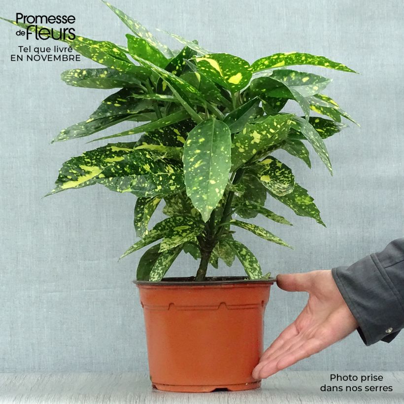 Exemplaar van Aucuba japonica Crotonifolia - Broodboom Pot van 2 l/3 l zoals geleverd in de herfst