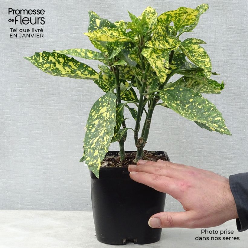 Example of Aucuba japonica Crotonifolia - Broodboom Pot van 2 l/3 l as you get in hiver
