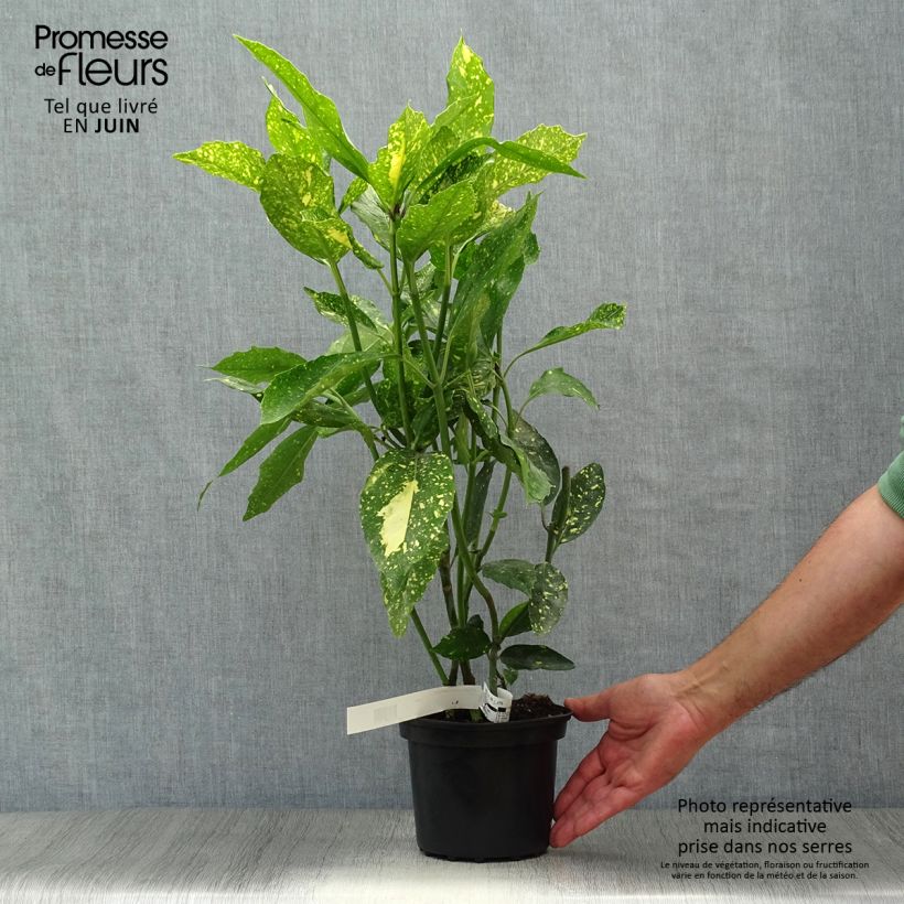 Exemplaar van Aucuba japonica Crotonifolia - Broodboom Pot van 2 l/3 l zoals geleverd in de zomer