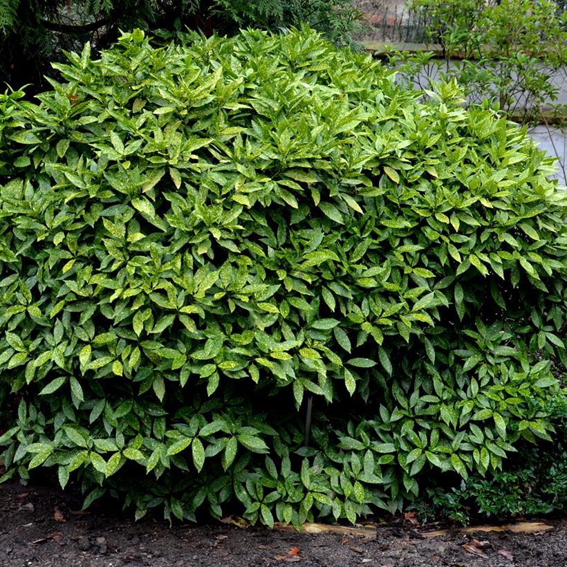 Aucuba japonica Crotonifolia - Broodboom (Groeiplaats)