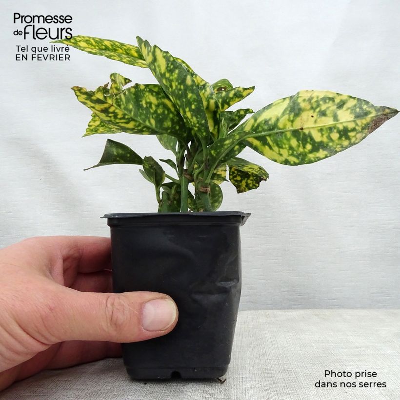Example of Aucuba japonica Crotonifolia - Broodboom Kweekpotje van 8/9 cm as you get in hiver