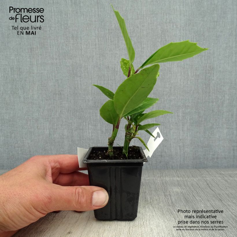 Exemplaar van Aucuba japonica Crotonifolia - Broodboom Kweekpotje van 8/9 cm zoals geleverd in de lente